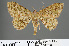  (Paradarisa chloanges - RMNH.INS.541295)  @11 [ ] CreativeCommons - Attribution Non-Commercial Share-Alike (2013) Unspecified Naturalis, Biodiversity Centre