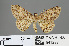  (Collix intrepida - RMNH.INS.541297)  @13 [ ] CreativeCommons - Attribution Non-Commercial Share-Alike (2013) Unspecified Naturalis, Biodiversity Centre