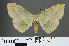  ( - RMNH.INS.541301)  @11 [ ] CreativeCommons - Attribution Non-Commercial Share-Alike (2013) Unspecified Naturalis, Biodiversity Centre
