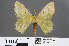  ( - RMNH.INS.541322)  @11 [ ] CreativeCommons - Attribution Non-Commercial Share-Alike (2013) Unspecified Naturalis, Biodiversity Centre