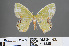  (Comibaena albimarginata - RMNH.INS.541325)  @12 [ ] CreativeCommons - Attribution Non-Commercial Share-Alike (2013) Unspecified Naturalis, Biodiversity Centre