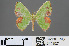  ( - RMNH.INS.541327)  @13 [ ] CreativeCommons - Attribution Non-Commercial Share-Alike (2013) Unspecified Naturalis, Biodiversity Centre