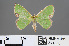  ( - RMNH.INS.541328)  @13 [ ] CreativeCommons - Attribution Non-Commercial Share-Alike (2013) Unspecified Naturalis, Biodiversity Centre