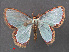  ( - RMNH.INS.541335)  @11 [ ] CreativeCommons - Attribution Non-Commercial Share-Alike (2013) Unspecified Naturalis, Biodiversity Centre