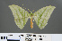  ( - RMNH.INS.541340)  @11 [ ] CreativeCommons - Attribution Non-Commercial Share-Alike (2013) Unspecified Naturalis, Biodiversity Centre