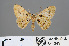  (Ardonis filicata - RMNH.INS.541349)  @11 [ ] CreativeCommons - Attribution Non-Commercial Share-Alike (2013) Unspecified Naturalis, Biodiversity Centre