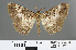  ( - RMNH.INS.541885)  @12 [ ] CreativeCommons - Attribution Non-Commercial Share-Alike (2013) Unspecified Naturalis, Biodiversity Centre