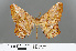  (Dalima truncataria - RMNH.INS.541888)  @14 [ ] CreativeCommons - Attribution Non-Commercial Share-Alike (2013) Unspecified Naturalis, Biodiversity Centre