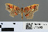  ( - RMNH.INS.541893)  @12 [ ] CreativeCommons - Attribution Non-Commercial Share-Alike (2013) Unspecified Naturalis, Biodiversity Centre