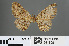  ( - RMNH.INS.541895)  @11 [ ] CreativeCommons - Attribution Non-Commercial Share-Alike (2013) Unspecified Naturalis, Biodiversity Centre