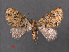  ( - RMNH.INS.541898)  @11 [ ] CreativeCommons - Attribution Non-Commercial Share-Alike (2013) Unspecified Naturalis, Biodiversity Centre