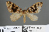  (Hysterura - RMNH.INS.541902)  @14 [ ] CreativeCommons - Attribution Non-Commercial Share-Alike (2013) Unspecified Naturalis, Biodiversity Centre