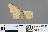  (Timandra convectaria - RMNH.INS.541903)  @13 [ ] CreativeCommons - Attribution Non-Commercial Share-Alike (2013) Unspecified Naturalis, Biodiversity Centre