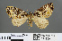  (Eustroma - RMNH.INS.541909)  @14 [ ] CreativeCommons - Attribution Non-Commercial Share-Alike (2013) Unspecified Naturalis, Biodiversity Centre
