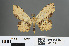  ( - RMNH.INS.541914)  @11 [ ] CreativeCommons - Attribution Non-Commercial Share-Alike (2013) Unspecified Naturalis, Biodiversity Centre