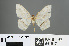  ( - RMNH.INS.541917)  @11 [ ] CreativeCommons - Attribution Non-Commercial Share-Alike (2013) Unspecified Naturalis, Biodiversity Centre
