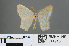  (Jodis amamiensis - RMNH.INS.541918)  @11 [ ] CreativeCommons - Attribution Non-Commercial Share-Alike (2013) Unspecified Naturalis, Biodiversity Centre