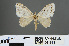  (Naxidia maculata - RMNH.INS.541929)  @13 [ ] CreativeCommons - Attribution Non-Commercial Share-Alike (2013) Unspecified Naturalis, Biodiversity Centre