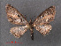  ( - RMNH.INS.541937)  @11 [ ] CreativeCommons - Attribution Non-Commercial Share-Alike (2013) Unspecified Naturalis, Biodiversity Centre