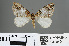  (Dysstroma beunneoviridata - RMNH.INS.541940)  @13 [ ] CreativeCommons - Attribution Non-Commercial Share-Alike (2013) Unspecified Naturalis, Biodiversity Centre