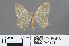  (Chlorissa distinctaria - RMNH.INS.541943)  @11 [ ] CreativeCommons - Attribution Non-Commercial Share-Alike (2013) Unspecified Naturalis, Biodiversity Centre