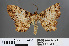  (Uliura gratiosa - RMNH.INS.541953)  @13 [ ] CreativeCommons - Attribution Non-Commercial Share-Alike (2013) Unspecified Naturalis, Biodiversity Centre