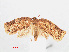  (Adoxophyes privatana - RMNH.INS.548550)  @13 [ ] CreativeCommons - Attribution Non-Commercial Share-Alike (2012) Unspecified Naturalis, Biodiversity Centre