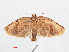  ( - RMNH.INS.548554)  @13 [ ] CreativeCommons - Attribution Non-Commercial Share-Alike (2012) Unspecified Naturalis, Biodiversity Centre