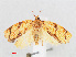  ( - RMNH.INS.548556)  @14 [ ] CreativeCommons - Attribution Non-Commercial Share-Alike (2012) Unspecified Naturalis, Biodiversity Centre