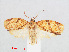  ( - RMNH.INS.548557)  @14 [ ] CreativeCommons - Attribution Non-Commercial Share-Alike (2012) Unspecified Naturalis, Biodiversity Centre