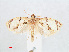  ( - RMNH.INS.548560)  @13 [ ] CreativeCommons - Attribution Non-Commercial Share-Alike (2012) Unspecified Naturalis, Biodiversity Centre