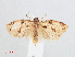  ( - RMNH.INS.548561)  @13 [ ] CreativeCommons - Attribution Non-Commercial Share-Alike (2012) Unspecified Naturalis, Biodiversity Centre