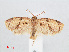  (Adoxophyes moderatana - RMNH.INS.548562)  @13 [ ] CreativeCommons - Attribution Non-Commercial Share-Alike (2012) Unspecified Naturalis, Biodiversity Centre