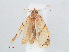  ( - RMNH.INS.548563)  @12 [ ] CreativeCommons - Attribution Non-Commercial Share-Alike (2012) Unspecified Naturalis, Biodiversity Centre