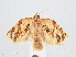  ( - RMNH.INS.548565)  @12 [ ] CreativeCommons - Attribution Non-Commercial Share-Alike (2012) Unspecified Naturalis, Biodiversity Centre