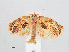 ( - RMNH.INS.548566)  @12 [ ] CreativeCommons - Attribution Non-Commercial Share-Alike (2012) Unspecified Naturalis, Biodiversity Centre
