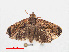  ( - RMNH.INS.548614)  @13 [ ] CreativeCommons - Attribution Non-Commercial Share-Alike (2012) Unspecified Naturalis, Biodiversity Centre