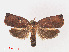  ( - RMNH.INS.548636)  @12 [ ] CreativeCommons - Attribution Non-Commercial Share-Alike (2012) Unspecified Naturalis, Biodiversity Centre