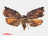  ( - RMNH.INS.548637)  @12 [ ] CreativeCommons - Attribution Non-Commercial Share-Alike (2012) Unspecified Naturalis, Biodiversity Centre