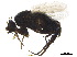  ( - BIOUG36711-C02)  @11 [ ] CreativeCommons - Attribution (2019) CBG Photography Group Centre for Biodiversity Genomics