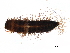  ( - BIOUG36746-B08)  @11 [ ] CreativeCommons - Attribution (2018) CBG Photography Group Centre for Biodiversity Genomics