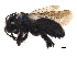  (Andrena sladeni - BIOUG36746-G10)  @15 [ ] CreativeCommons - Attribution (2018) CBG Photography Group Centre for Biodiversity Genomics