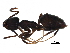  ( - BIOUG36748-A09)  @15 [ ] CreativeCommons - Attribution (2018) CBG Photography Group Centre for Biodiversity Genomics