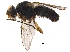  ( - BIOUG36867-A04)  @13 [ ] CreativeCommons - Attribution (2018) CBG Photography Group Centre for Biodiversity Genomics
