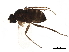  ( - BIOUG36870-G02)  @13 [ ] CreativeCommons - Attribution (2018) CBG Photography Group Centre for Biodiversity Genomics