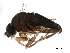  ( - BIOUG36876-F09)  @13 [ ] CreativeCommons - Attribution (2018) CBG Photography Group Centre for Biodiversity Genomics