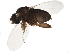  ( - BIOUG36877-E11)  @13 [ ] CreativeCommons - Attribution (2018) CBG Photography Group Centre for Biodiversity Genomics