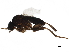  ( - BIOUG36878-H08)  @13 [ ] CreativeCommons - Attribution (2018) CBG Photography Group Centre for Biodiversity Genomics