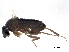  ( - BIOUG36879-F04)  @13 [ ] CreativeCommons - Attribution (2018) CBG Photography Group Centre for Biodiversity Genomics