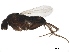  ( - BIOUG36880-A01)  @13 [ ] CreativeCommons - Attribution (2018) CBG Photography Group Centre for Biodiversity Genomics